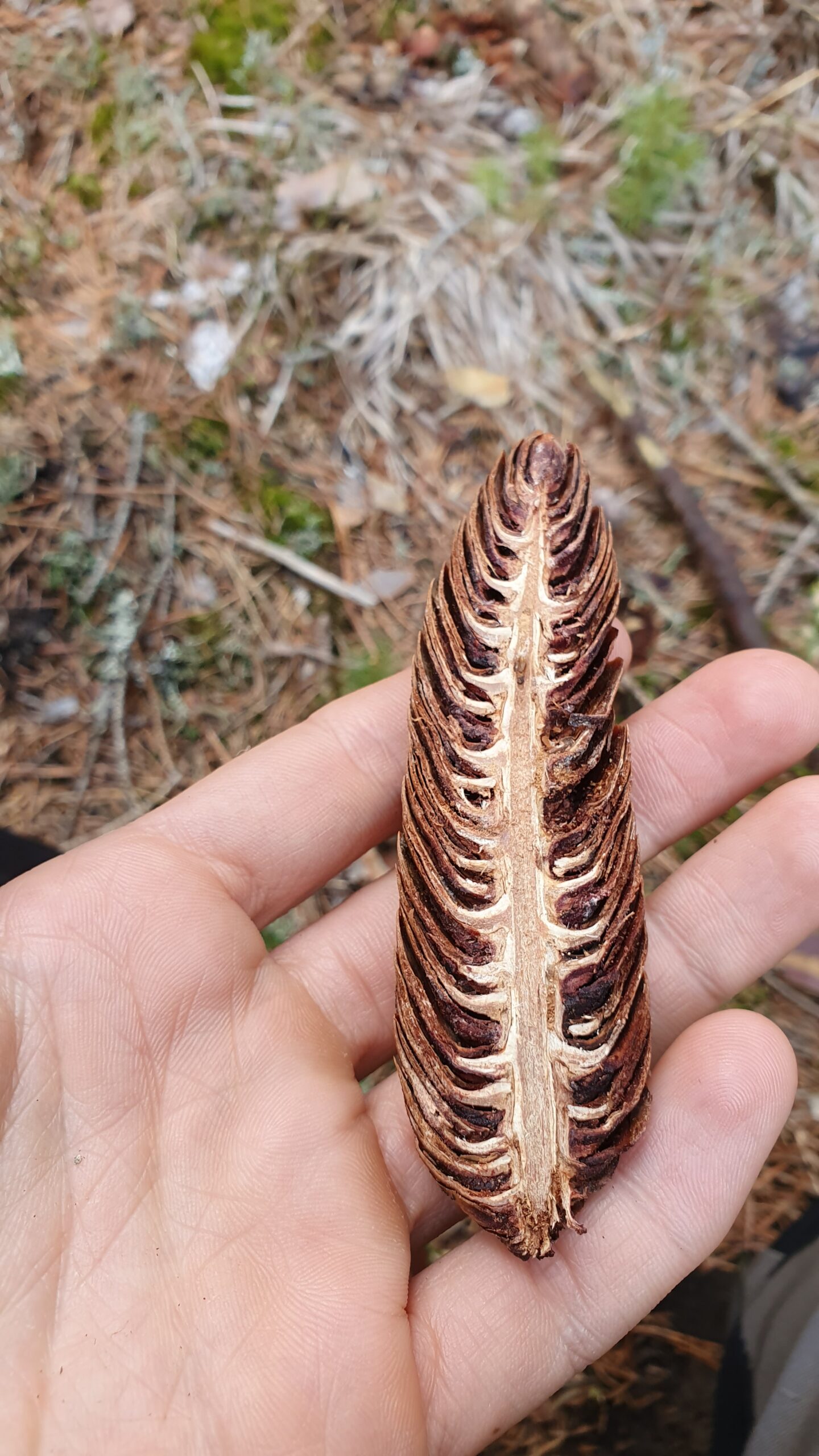 Wald erleben - fühlen - verstehen