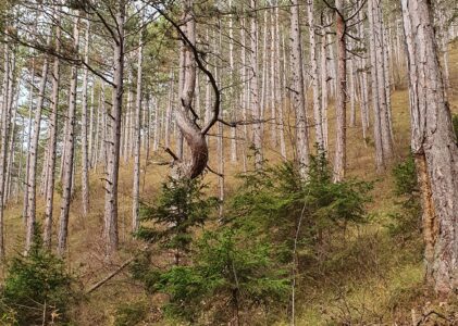 Praxistag Schutzwald