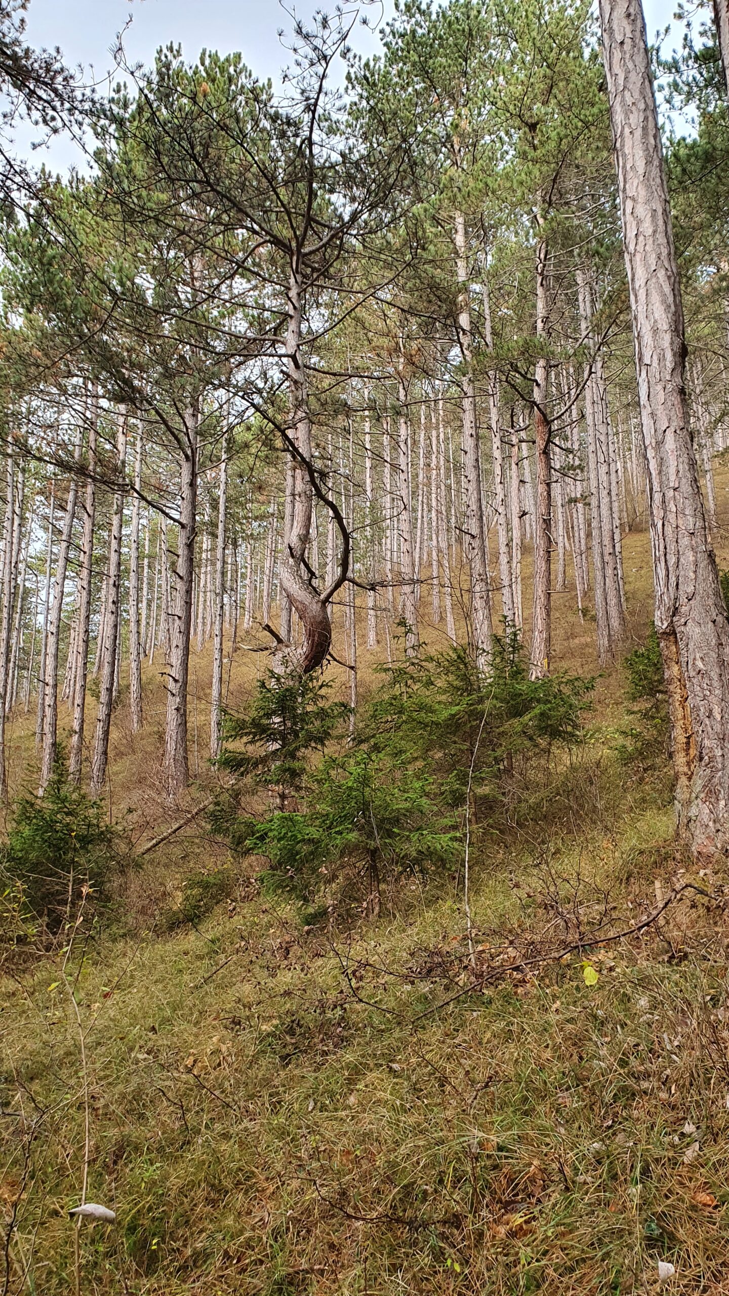 Praxistag Schutzwald