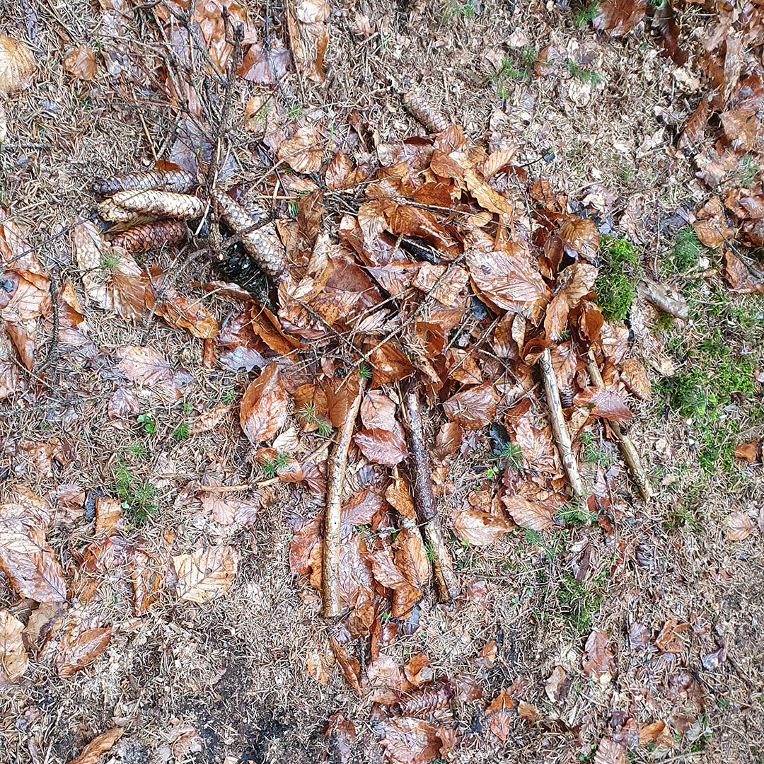 Wald erleben - fühlen - verstehen